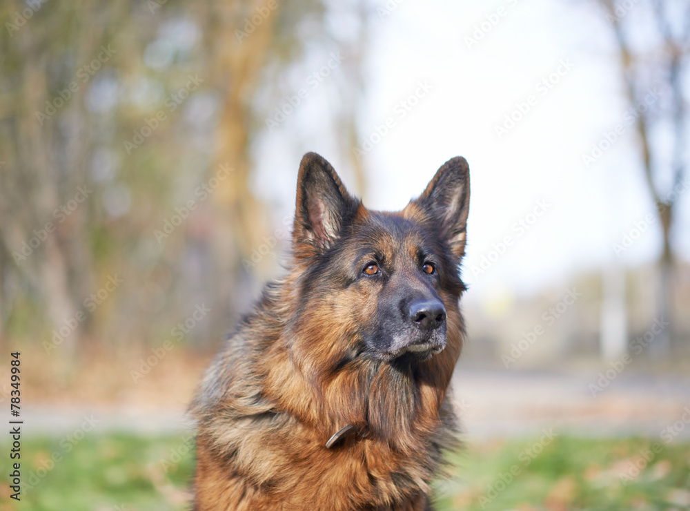German shepherd dog German shepherd dog