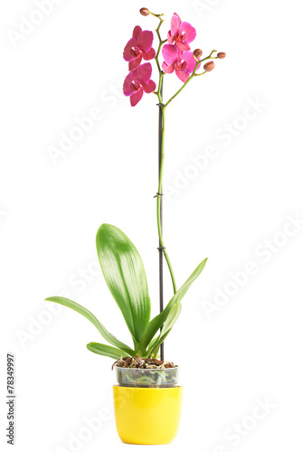Orchid magenta flower