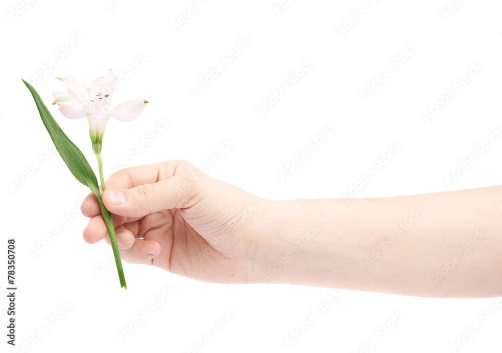 Hand holding an alstroemeria flower Hand holding an alstroemeria flower