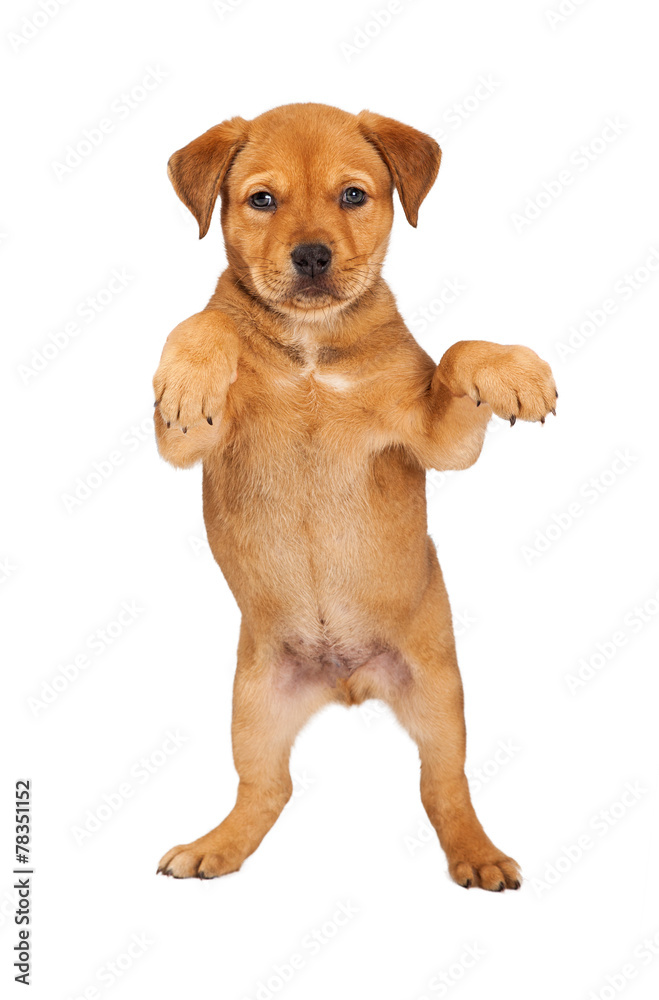 Young Puppy Standing Up