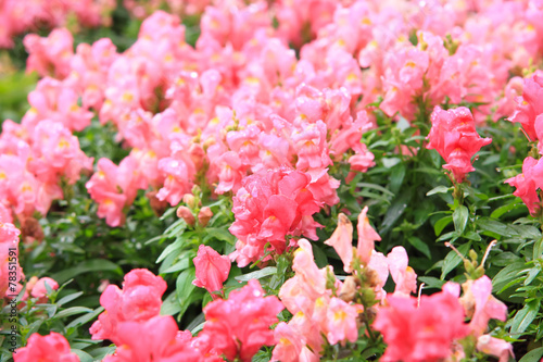 Pink Antirrhinum flowers in garden