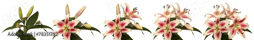 Fotografie Lily Flower Series