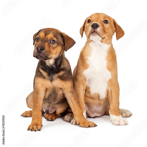Two Adorable Crossbreed Puppies