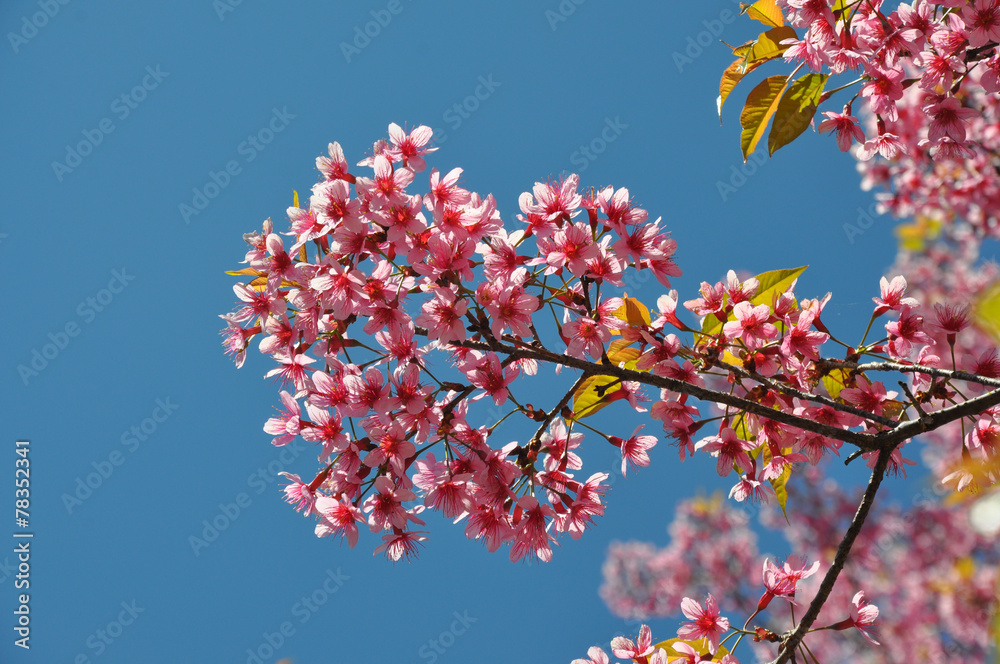 Thai Sakura in Inthanon national park, Chiang Mai, Thailand Thai Sakura in Inthanon national park, Chiang Mai, Thailand