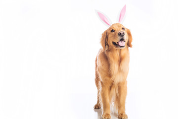 easter bunny dog