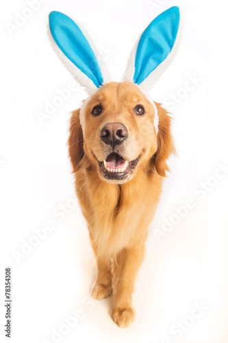easter bunny dog