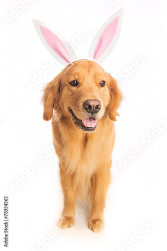 easter bunny dog