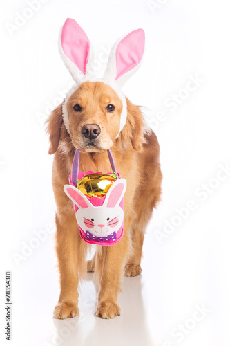 Obraz na płótnie Easter bunny dog with basket and golden egg w salonie