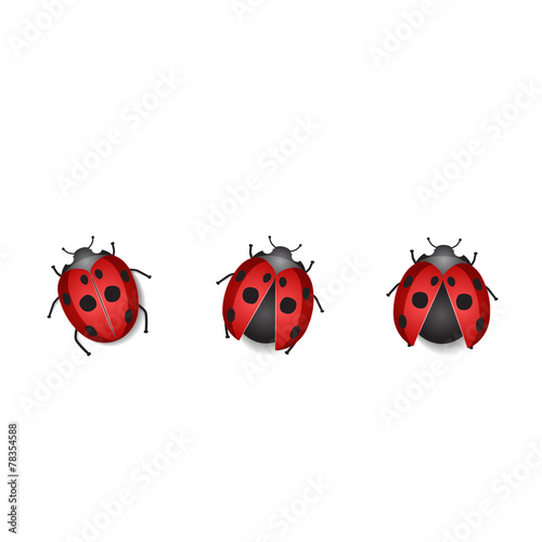 Group ladybug