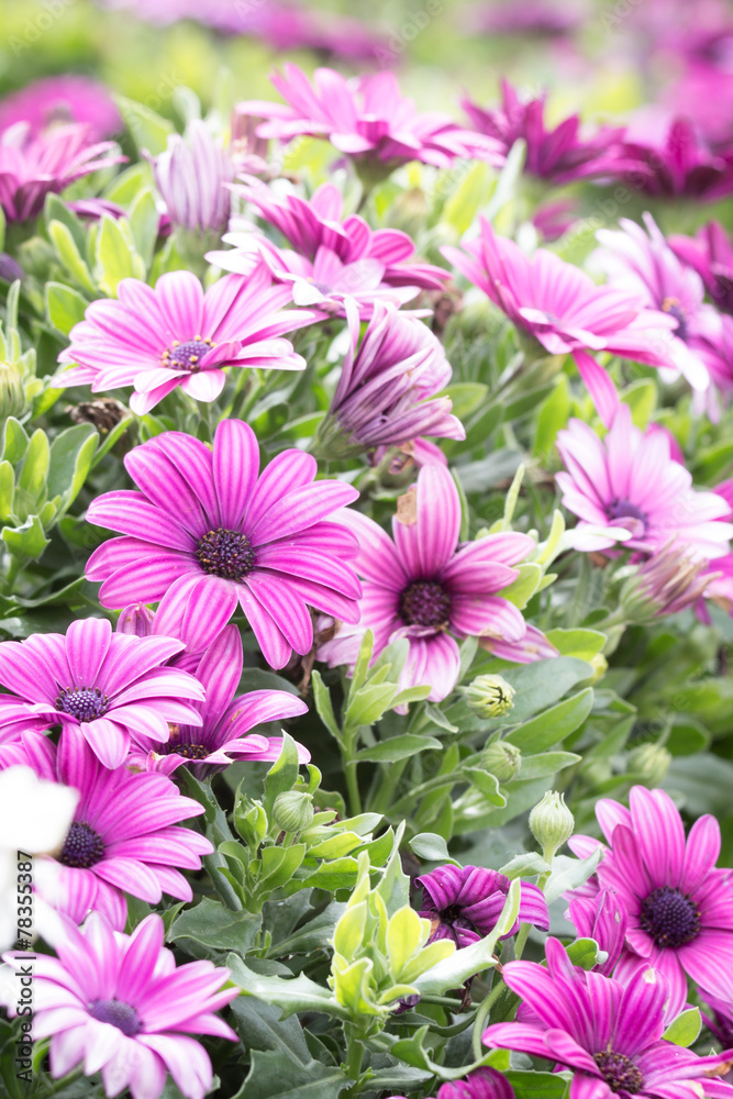 Fototapeta premium Flower in the garden