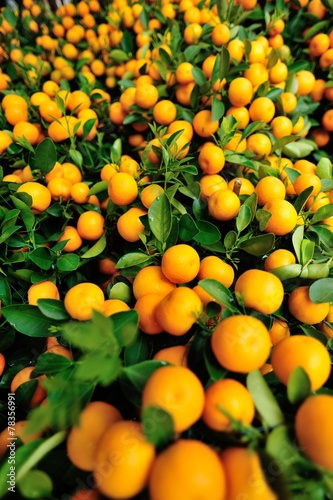 	yellow orange fruits grow on tree