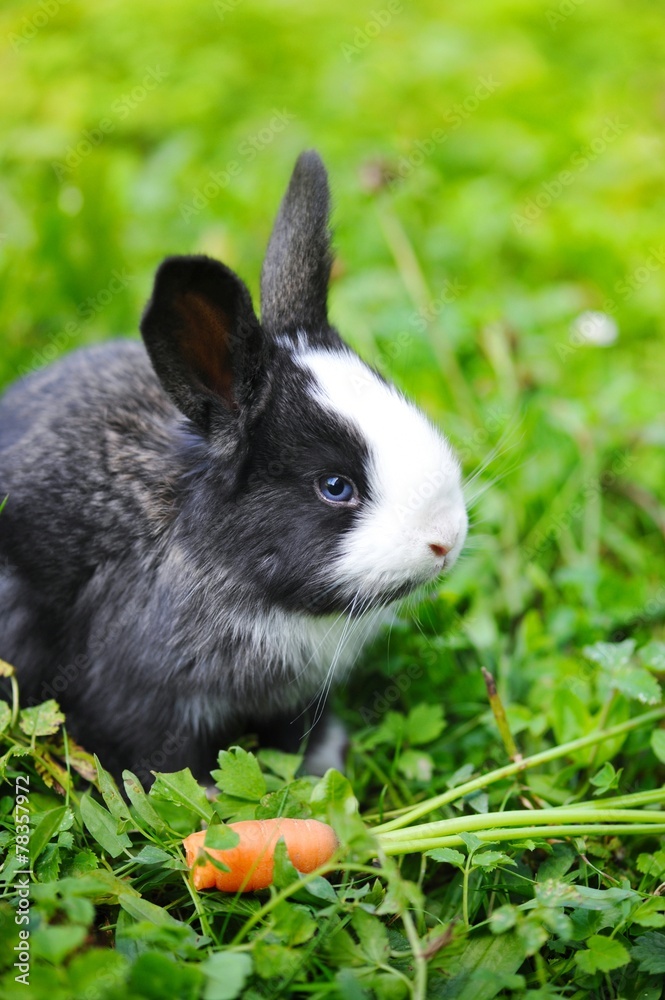 Funny baby rabbit with a carrot on grass Funny baby rabbit with a carrot on grass