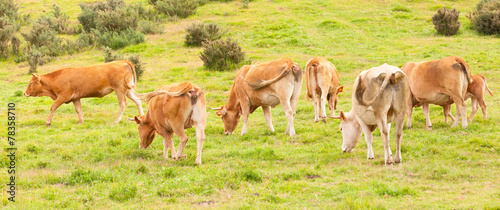 vaches de race limousine au pâturage, Réunion