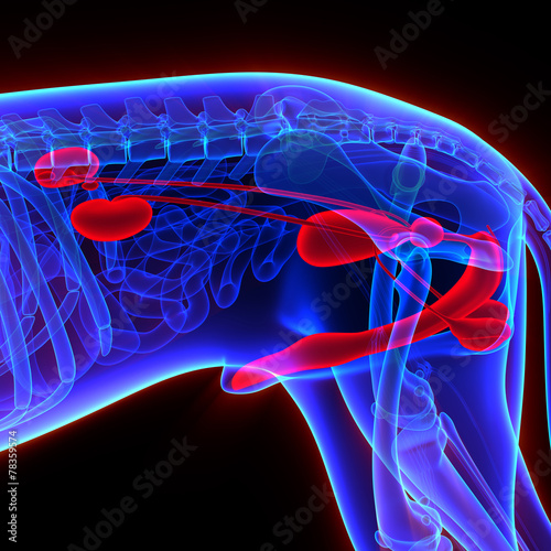 Fototapeta Naklejka Na Ścianę i Meble -  Dog Urogenital System - Canis Lupus Familiaris Anatomy - isolate