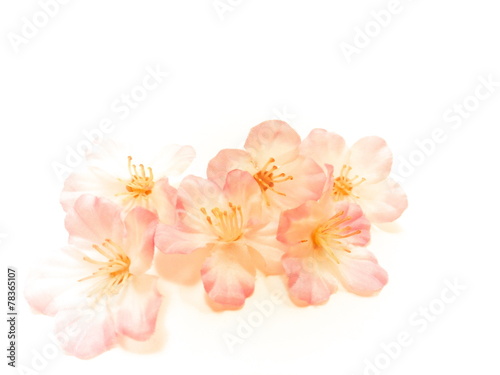 桜・四季・季節