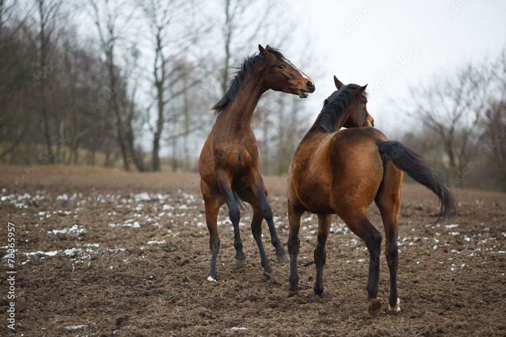 Horses on the meadow Horses on the meadow