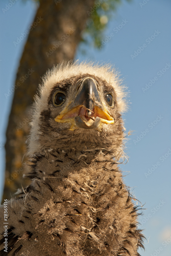 Obraz premium The eaglet