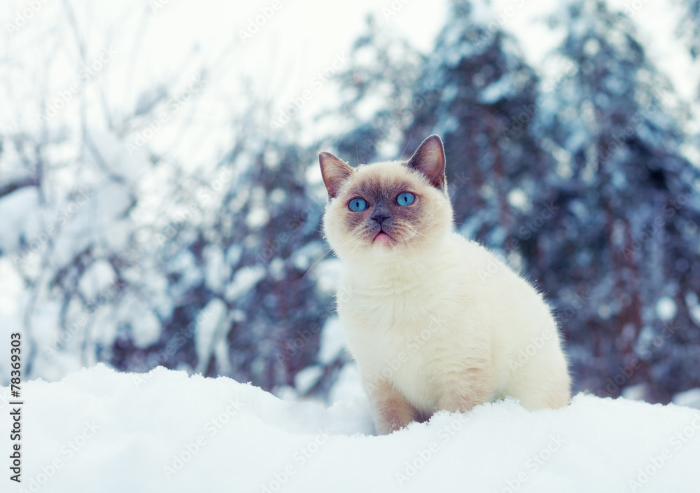 Siamese cat sitting on the snow in the pine forest in winter
