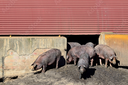 Canvas-taulu Iberian pigs and pigsty