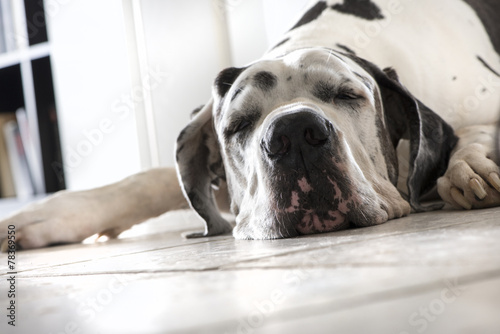 Deutsche Dogge schläft in der sonnigen Wohnung