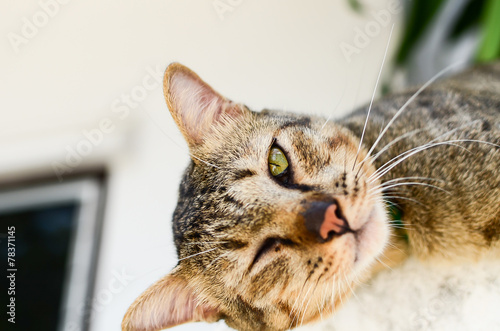 Fototapeta Naklejka Na Ścianę i Meble -  Cute cat on the wall