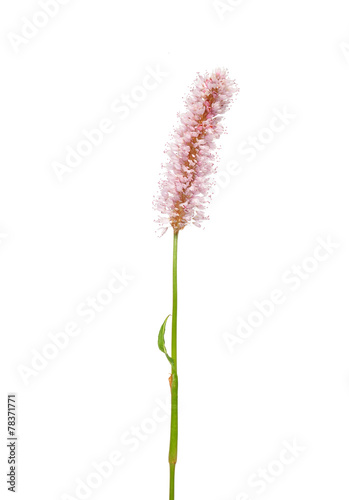 Photos Wasser-Knöterich (Persicaria amphibia)