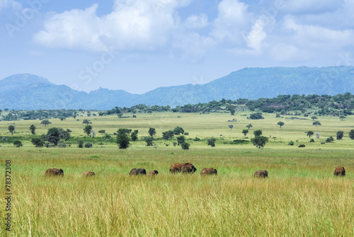 Herd of elephants, Kidepo Valley National Park (Uganda) © Noradoa