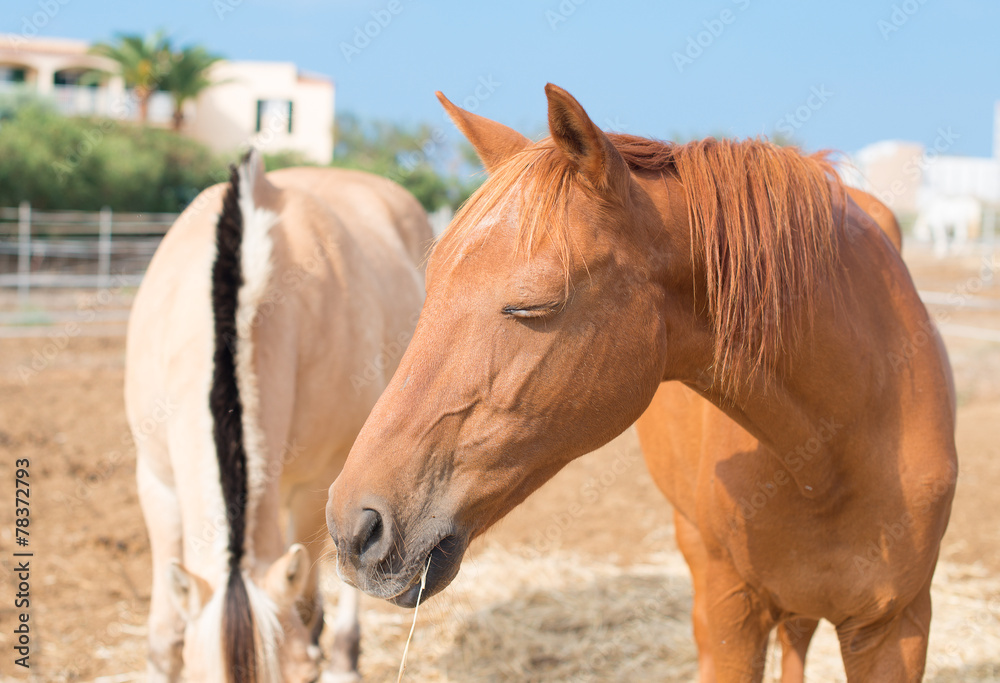 Obraz premium Portrait of horses in the paddock.