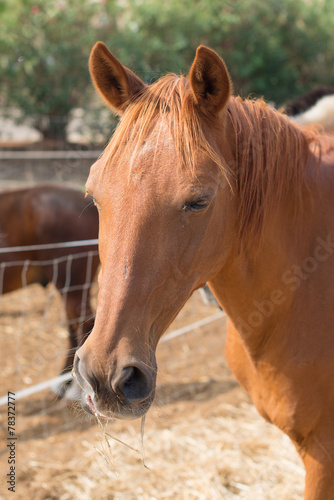 Portrait of horse in the paddock. © M-Production