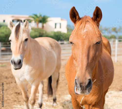Portrait of horses in the paddock.