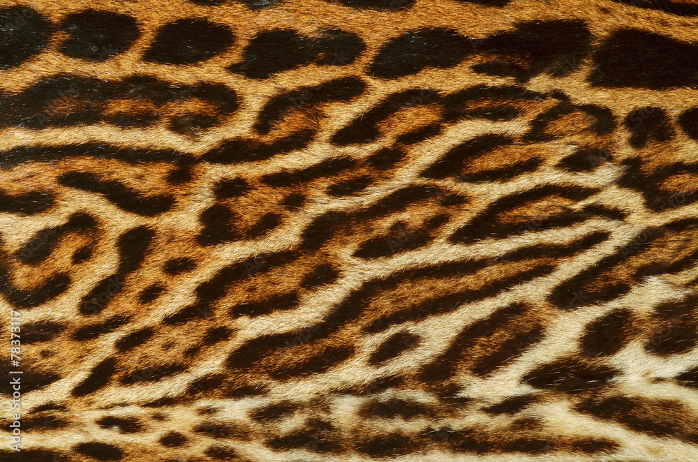 leopard fur coat leopard fur coat
