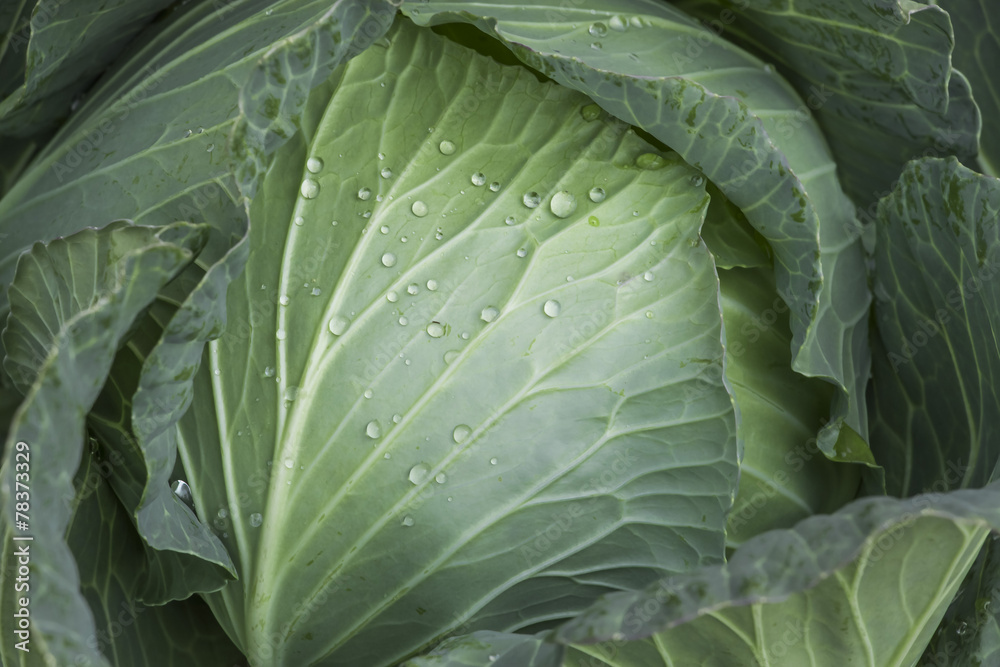 Obraz premium Fresh green cabbage