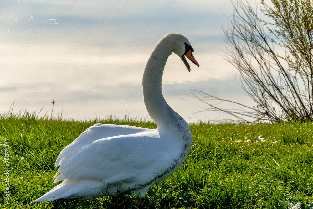 Fototapeta premium Schwan am Ufer