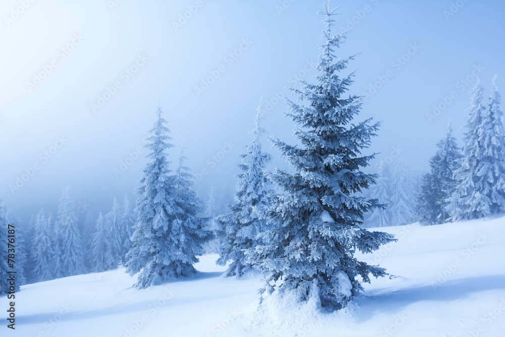winter forest scene