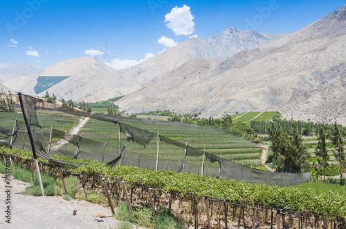 Vineyards of Elqui valley, Chile photo