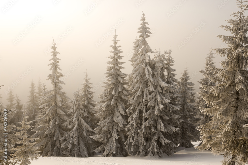 Obraz premium quiet winter forest