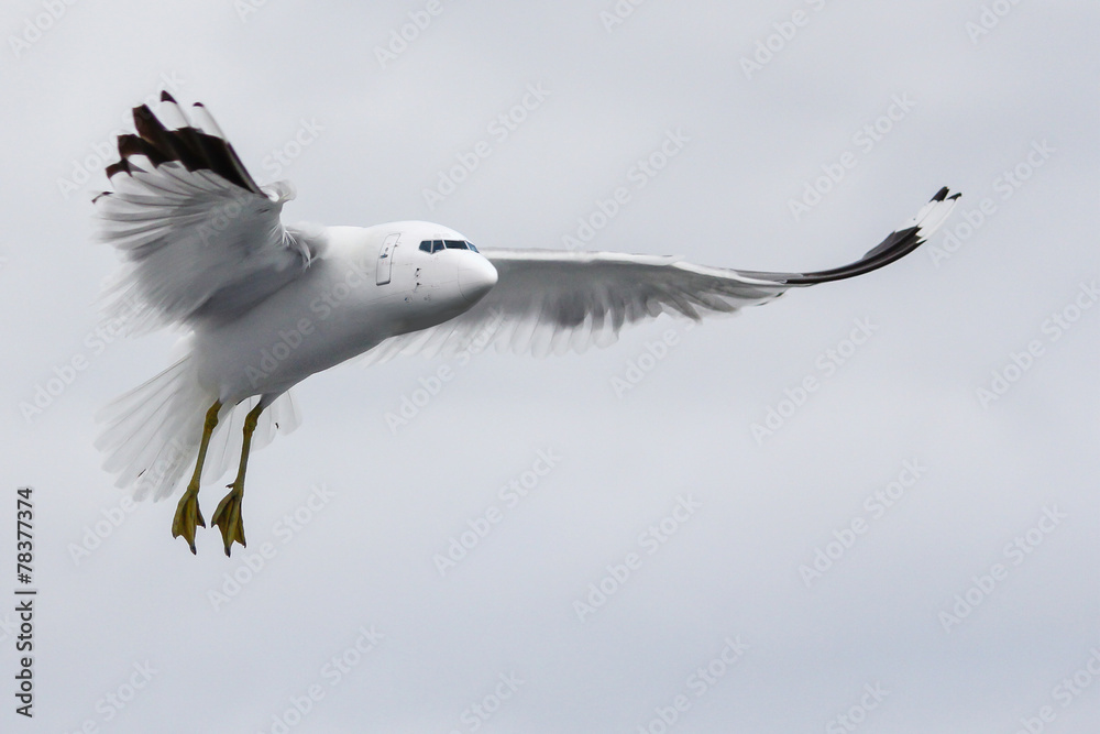 Photo manipulation of the aircraft and birds. Photo manipulation of the aircraft and birds.