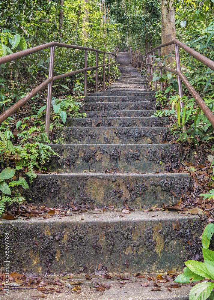 Staircase for jungle trackker in tropical rain forest