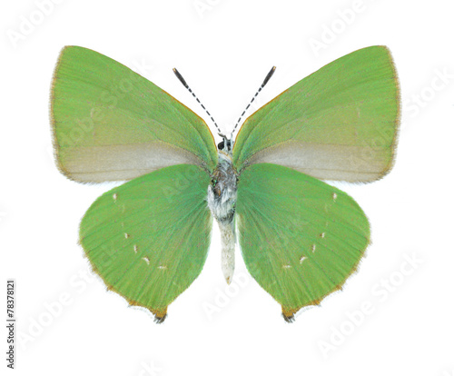 Butterfly Callophrys chalybeitincta (underside)