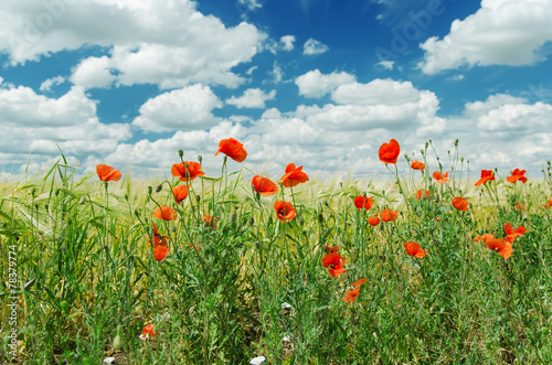 red poppies on green field under cloudy sky
