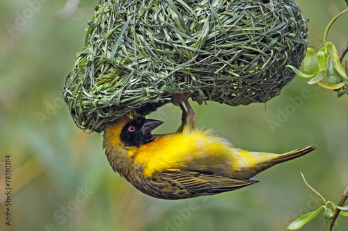 Dorfweber (Ploceus cucullatus) photo