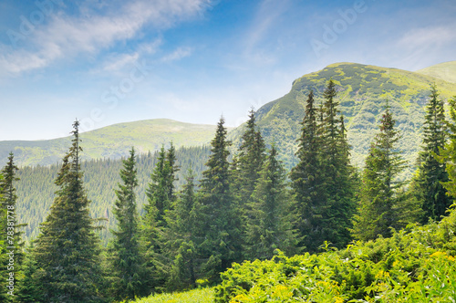 Fotografering spruce forest on the hillside