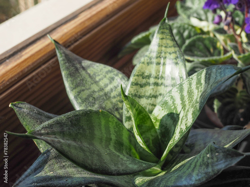 Sansevieria plant photo