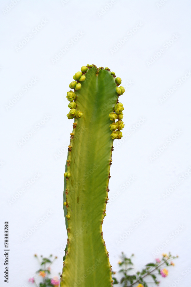 Naklejka premium pachycereus marginatus