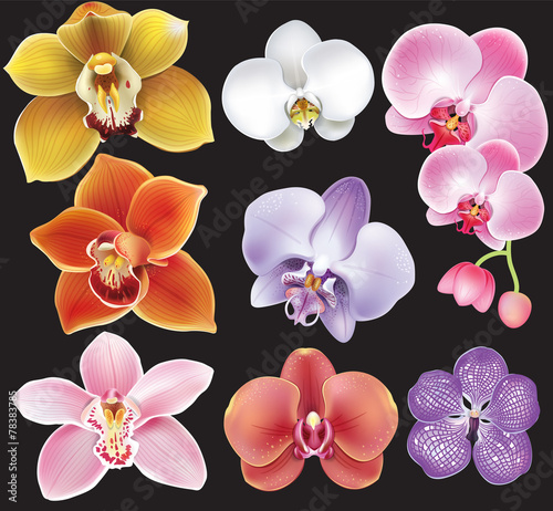 Fototapeta Naklejka Na Ścianę i Meble -  Collection of orchid flower