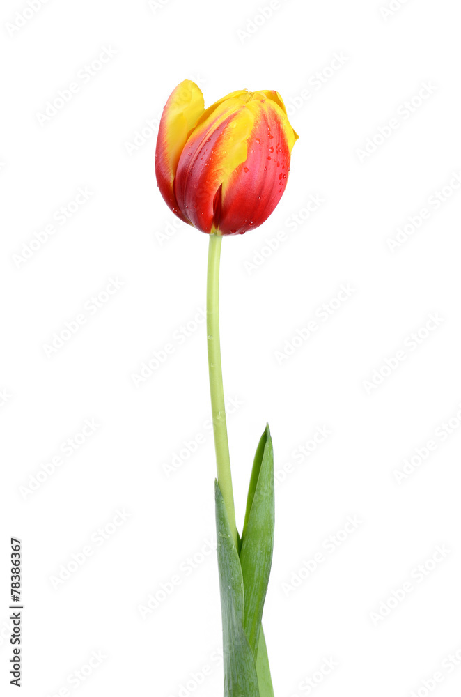 The red-yellow tulip with drops of water on the white background The red-yellow tulip with drops of water on the white background