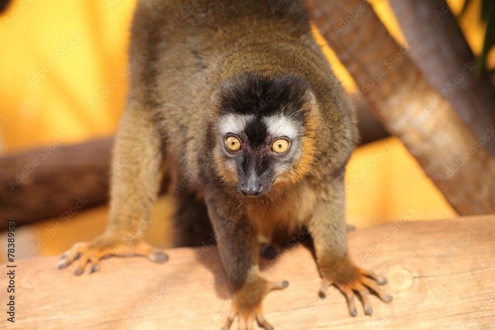 Naklejka premium lemur
