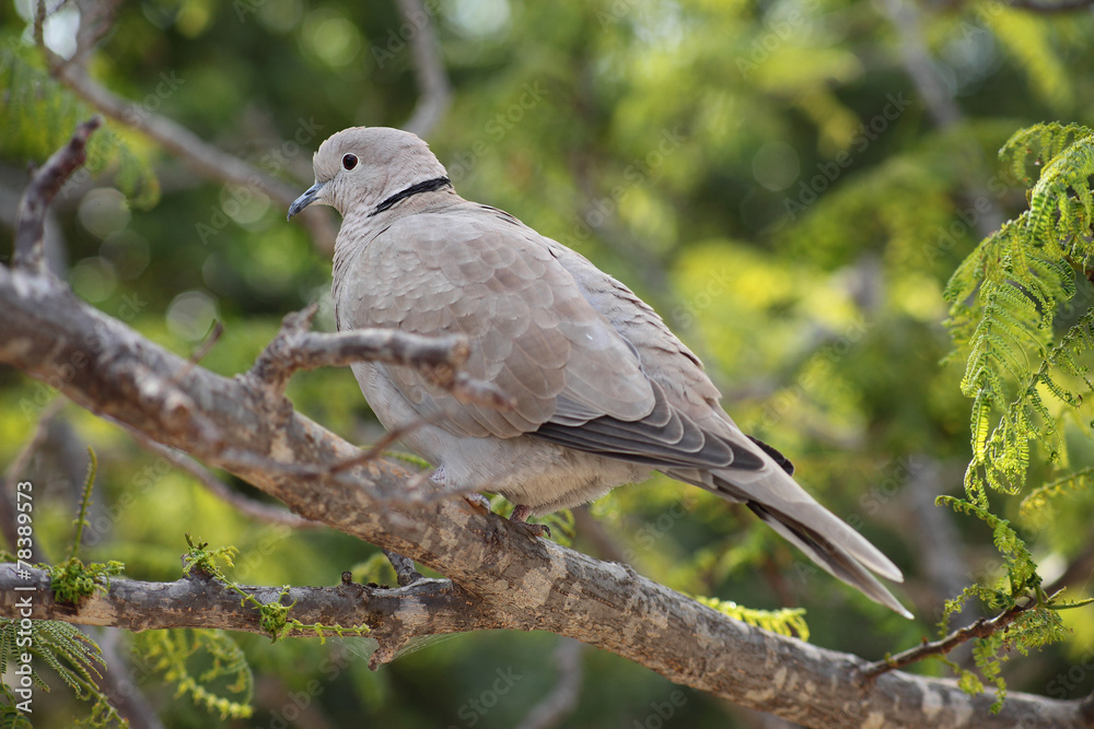 Collared Dove (Streptopelia turtur) Collared Dove (Streptopelia turtur)