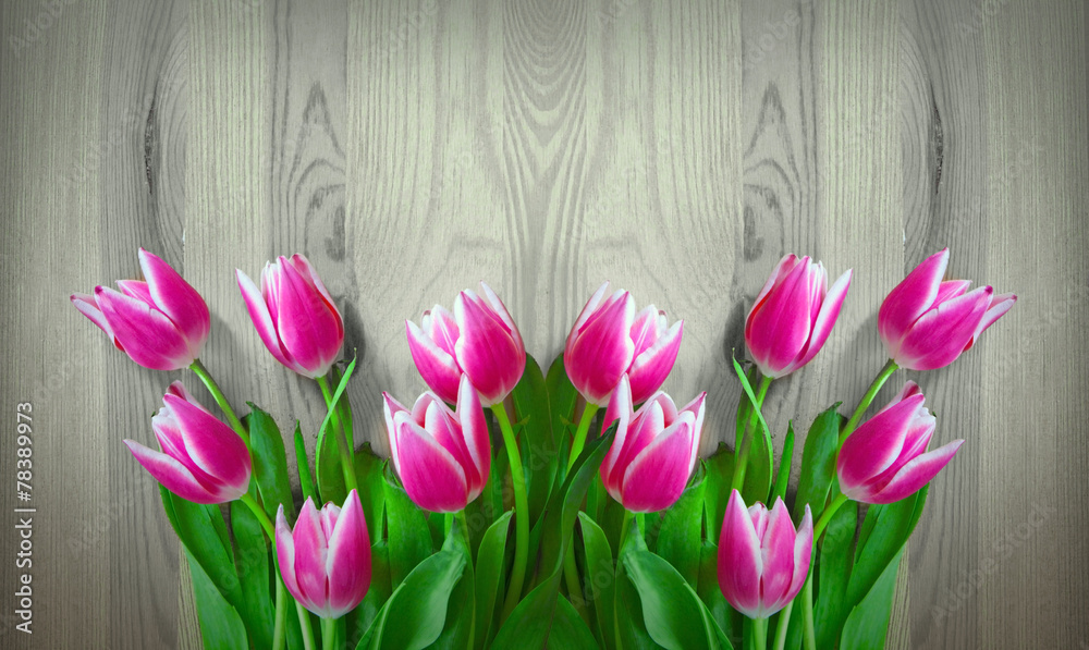 Pink tulips background. Pink tulips background.