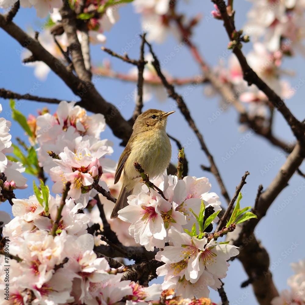 Canary chiffchaff looking intently between almond flowers Canary chiffchaff looking intently between almond flowers